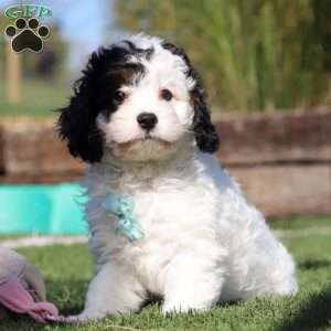 Max, Cavapoo Puppy